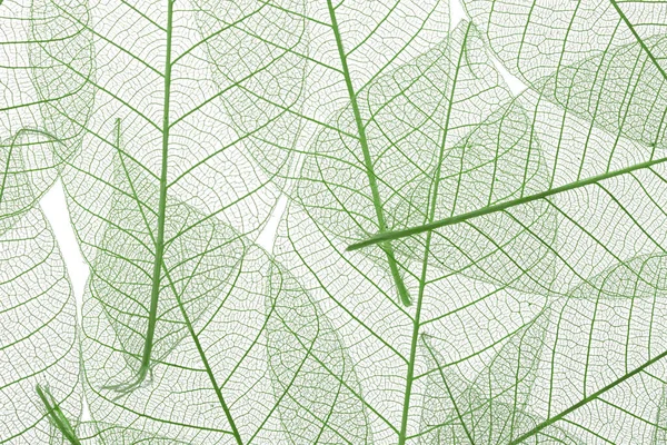 Background from skeletonized leaves isolated on white