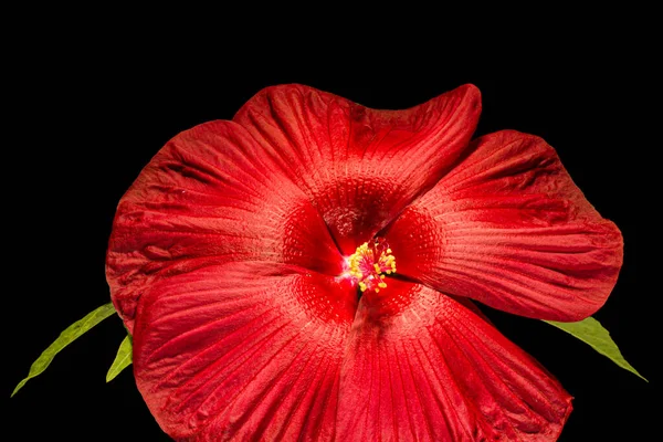 Flor Roja Floreciente Hibisco Aislada Sobre Fondo Blanco — Foto de Stock