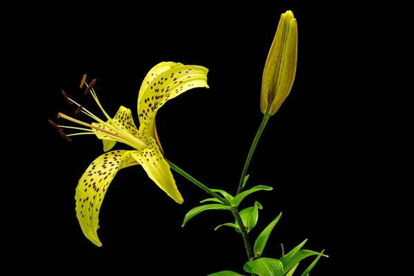 黒い背景に孤立した2つの黄色いユリの花 — ストック写真