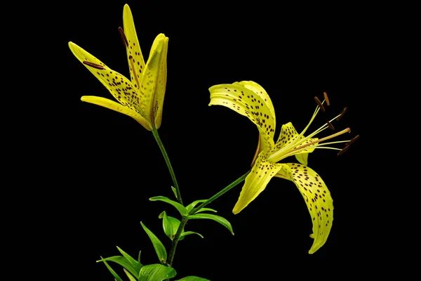 黒い背景に孤立した2つの黄色いユリの花 — ストック写真