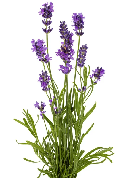 Blüten Von Violettem Lavendel Isoliert Auf Weißem Hintergrund — Stockfoto