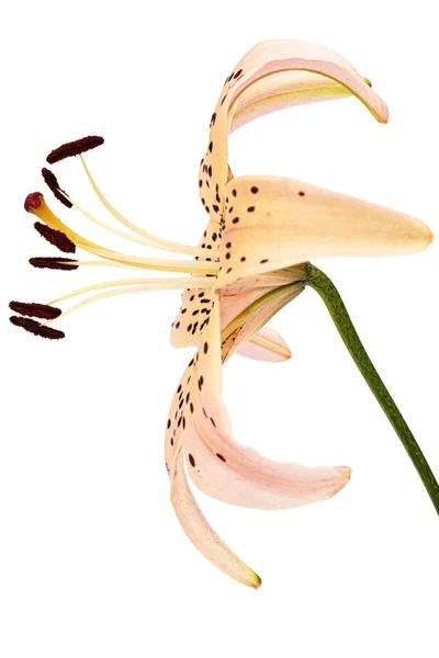 Λουλούδι Ασιατικού Κρίνου Απομονωμένο Λευκό Φόντο — Φωτογραφία Αρχείου
