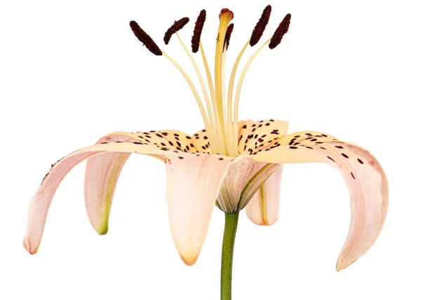 Цветок Азиатской Лилии Выделенный Белом Фоне — стоковое фото
