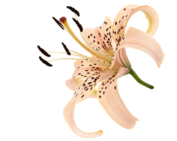 Цветок Азиатской Лилии Выделенный Белом Фоне — стоковое фото