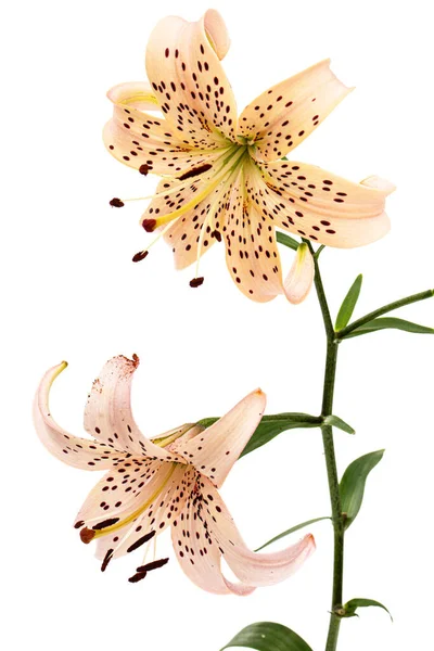 Beyaz Arka Planda Yalıtılmış Asyalı Zambak Çiçekleri — Stok fotoğraf