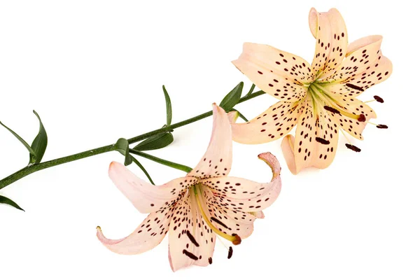 Цветы Азиатской Лилии Изолированные Белом Фоне — стоковое фото