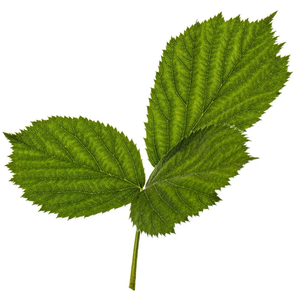 Des Feuilles Vertes Mûre Lat Rubus Fruticosus Isolé Sur Fond — Photo