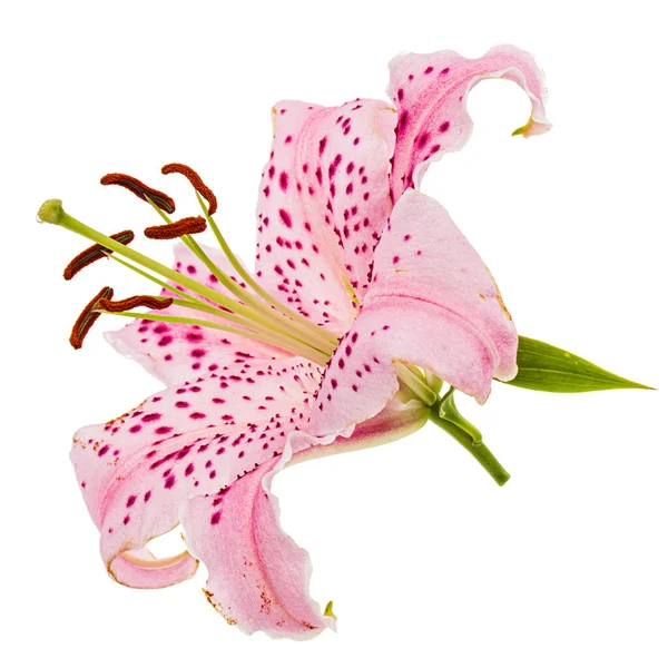 Большой Розовый Цветок Восточной Лилии Изолированный Белом Фоне — стоковое фото