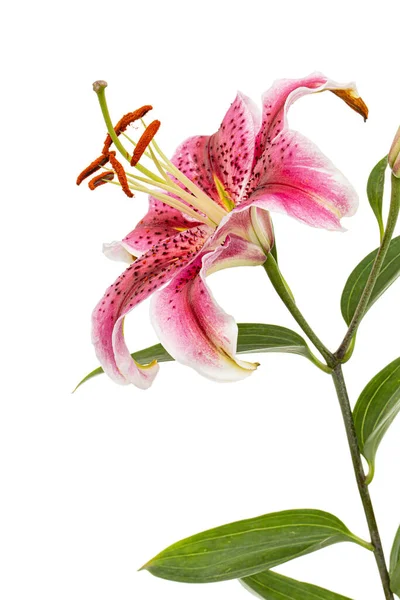 Большой Малиновый Цветок Восточной Лилии Выделенный Белом Фоне — стоковое фото