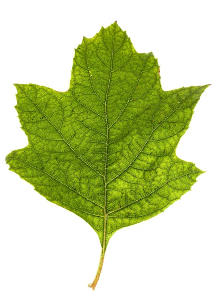 Foglia Verde Ortensia Isolata Fondo Bianco — Foto Stock