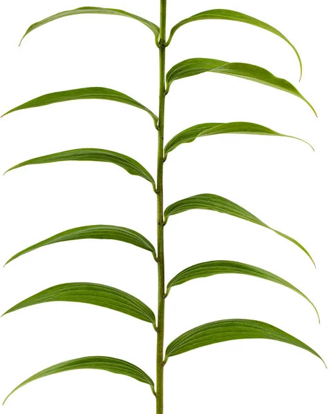 白い背景に孤立したユリの緑の葉 — ストック写真