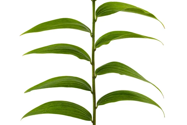 Grünes Blatt Der Lilie Isoliert Auf Weißem Hintergrund — Stockfoto