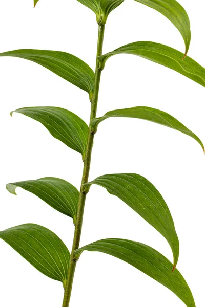 白い背景に孤立したユリの緑の葉 — ストック写真