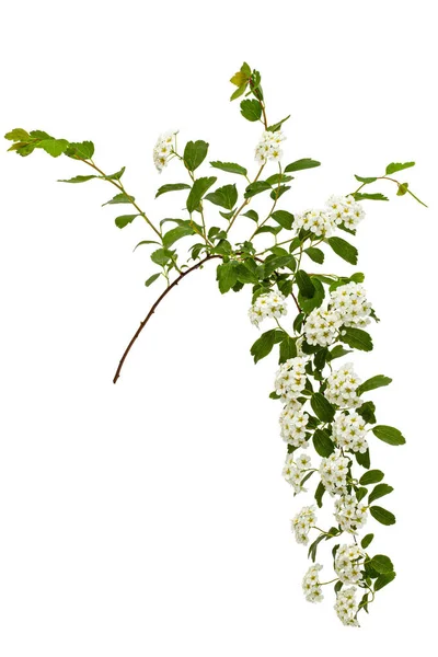 Květiny Spirea Aguta Nebo Nevěsty Věnec Izolované Bílém Pozadí — Stock fotografie