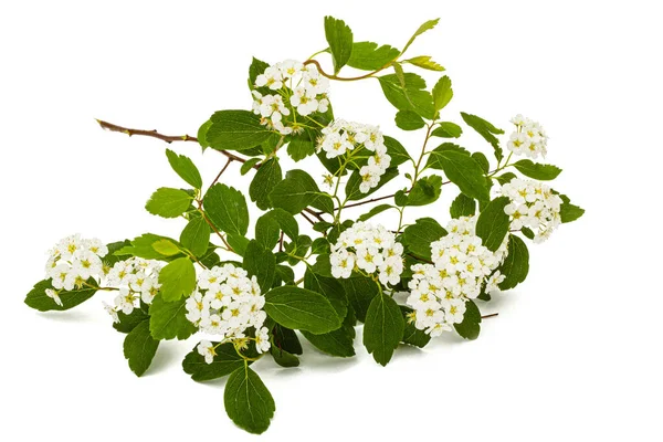 Květiny Spirea Aguta Nebo Nevěsty Věnec Izolované Bílém Pozadí — Stock fotografie