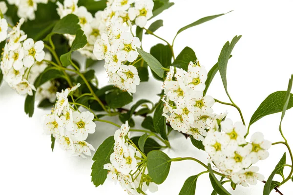 Flores Spirea Aguta Grinalda Noivas Isoladas Fundo Branco — Fotografia de Stock
