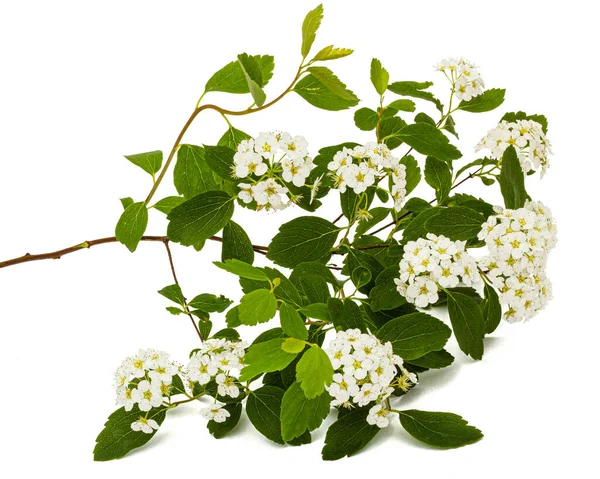 Квіти Агути Spirea Або Вінок Brides Ізольовані Білому Тлі — стокове фото