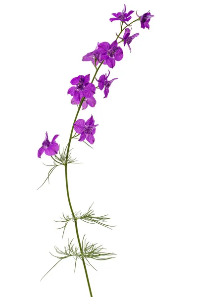 Flor Violeta Delphinium Selvagem Flor Larkspur Isolado Fundo Branco — Fotografia de Stock