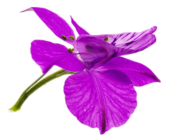 Βιολετί Λουλούδι Από Άγριο Δελφίνιο Λουλούδι Larkspur Απομονωμένο Λευκό Φόντο — Φωτογραφία Αρχείου