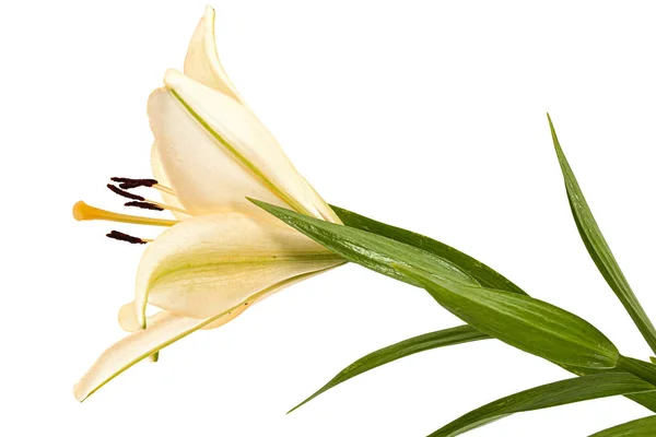 Kwiat Lilii Kremowej Izolowany Białym Tle — Zdjęcie stockowe