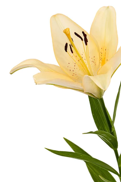 Flower Cream Lily Isolated White Background — Stock Photo, Image