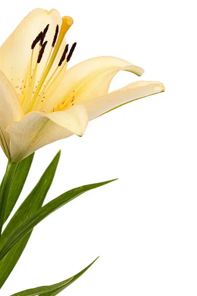 Kwiat Lilii Kremowej Izolowany Białym Tle — Zdjęcie stockowe