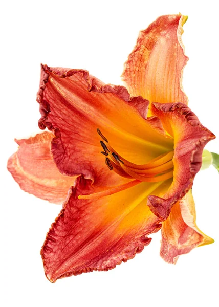 Bloem Van Geel Oranje Daglelie Geïsoleerd Witte Achtergrond — Stockfoto