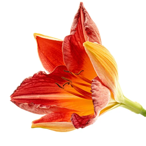 Kwiat Żółto Pomarańczowej Lilii Dziennej Izolowany Białym Tle — Zdjęcie stockowe