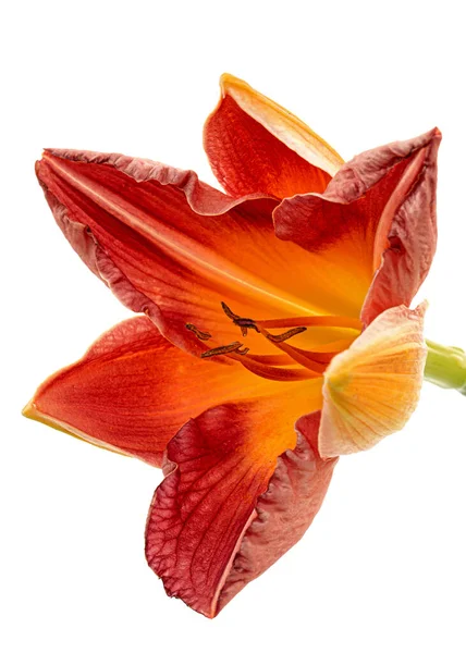 Bunga Kuning Oranye Hari Terisolasi Pada Latar Belakang Putih — Stok Foto