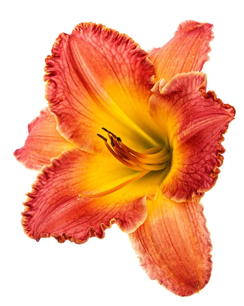 Bloem Van Geel Oranje Daglelie Geïsoleerd Witte Achtergrond — Stockfoto