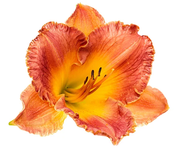 Цветок Желто Оранжевый Дневной Изолированный Белом Фоне — стоковое фото