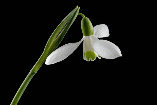 Biały Kwiat Śniegu Lat Galanthus Nivalis Izolowany Czarnym Tle — Zdjęcie stockowe
