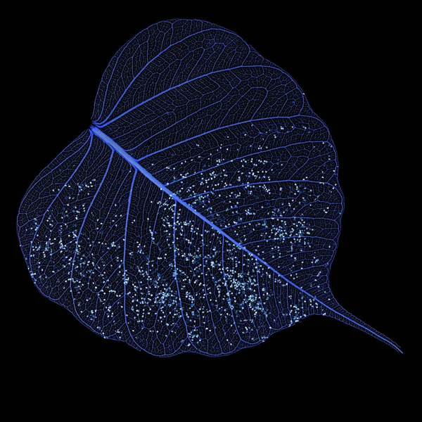Single Skeleton Leaf Isolated Black Background — Stock Photo, Image