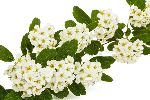 Flowers Spirea Aguta Brides Wreath Isolated White Background Royalty Free Stock Images