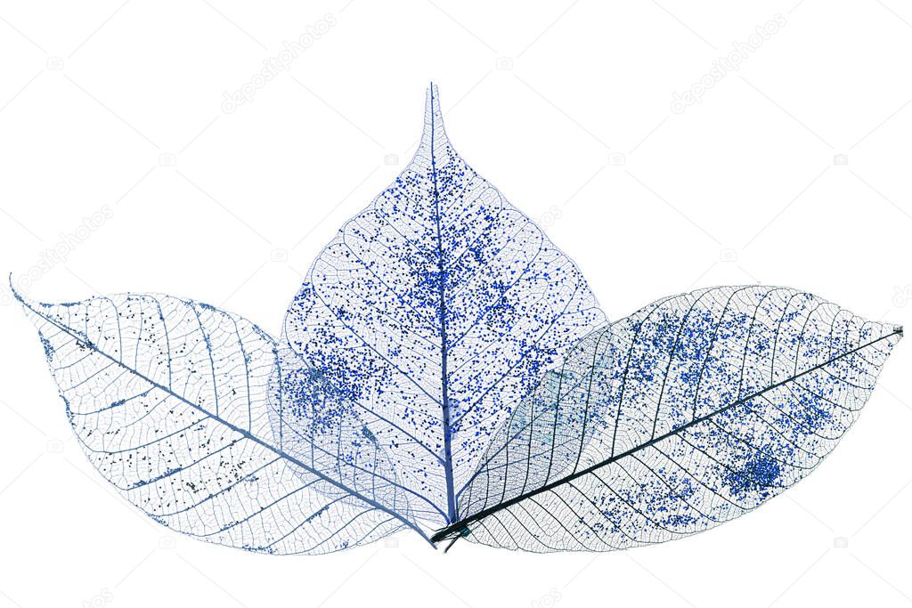 Three skeletonized leaves isolated on white background