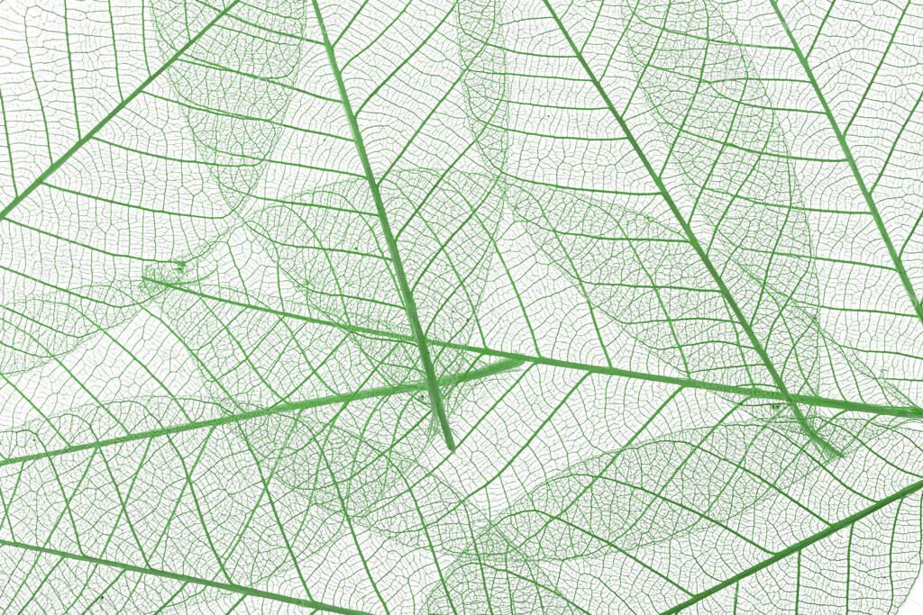 Background from skeletonized leaves isolated on white