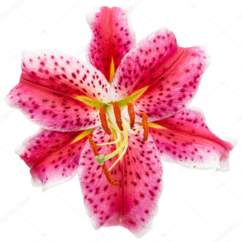 Big crimson flower of oriental lily, isolated on white background, with clipping path