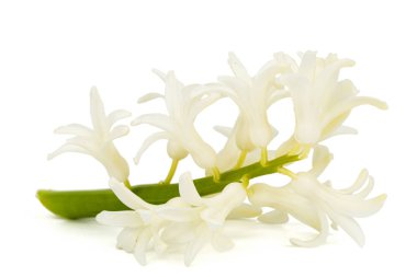 Sümbülün beyaz çiçeği, beyaz arkaplanda izole edilmiş.