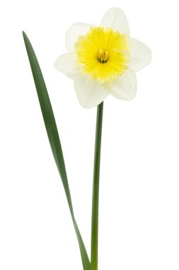 Beyaz arkaplanda izole edilmiş beyaz nergis çiçeği (narcissus)
