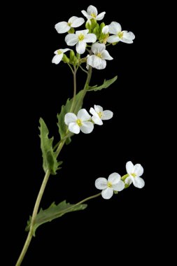 Arap çiçekleri, siyah sırtüstü izole edilmiş.