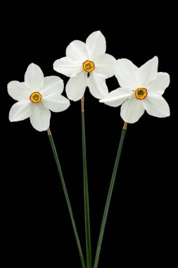 Siyah arkaplanda izole edilmiş üç beyaz nergis çiçeği (narcissus)