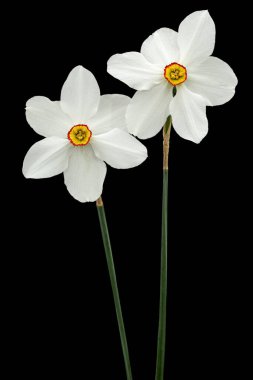 İki beyaz nergis çiçeği (narcissus), siyah arkaplanda izole edilmiş.
