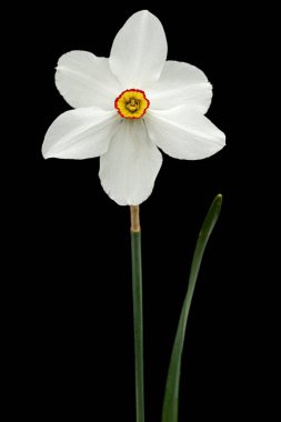Beyaz nergis çiçeği (narcissus), siyah arkaplanda izole edilmiş