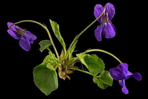 Flores Violeta Lat Viola Odorata Isolado Sobre Fundo Preto — Fotografia de Stock