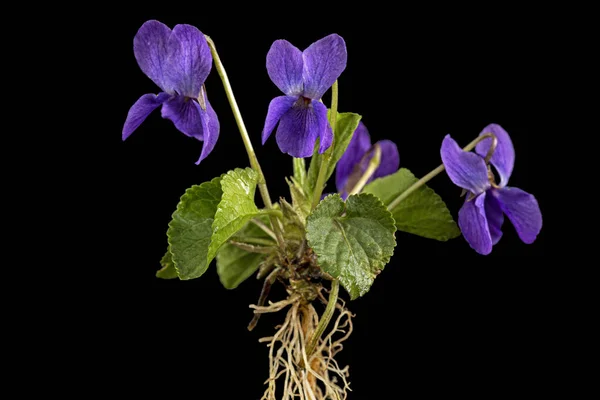 紫罗兰的花 Viola Odorata 在黑色背景上被隔离 — 图库照片