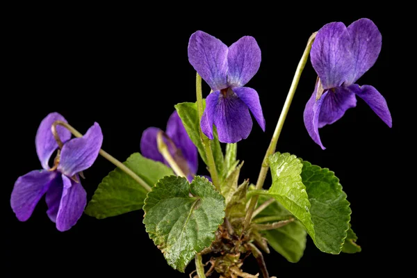 Flores Violeta Lat Viola Odorata Aislada Sobre Fondo Negro —  Fotos de Stock