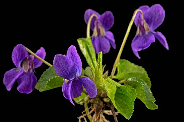 Квіти Фіолетового Коренем Лат Viola Odorata Ізольовані Чорному Тлі — стокове фото