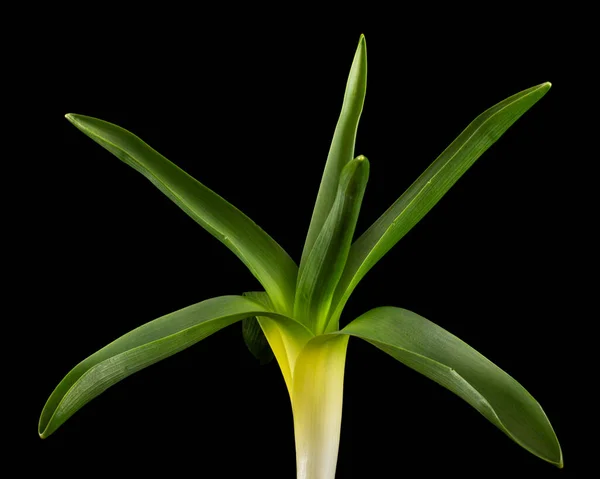 黒い背景に孤立したヒヤシンスの花の緑の葉 — ストック写真