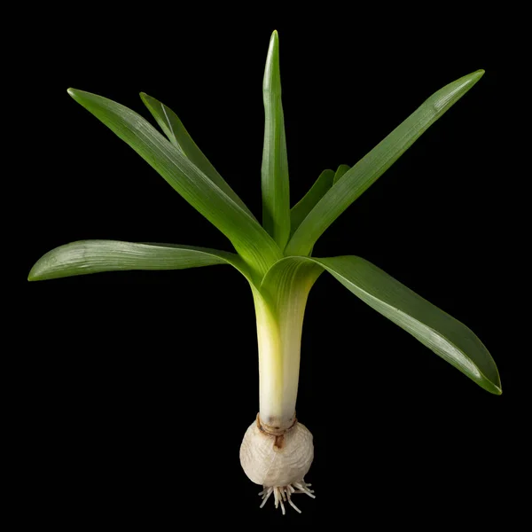 Gröna Blad Lökar Och Rötter Hyacint Blomma Isolerade Svart Bakgrund — Stockfoto