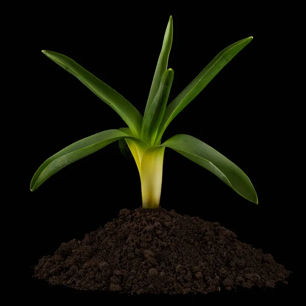 Зеленые Листья Гиацинтового Цветка Груды Почвы Выделенные Черном Фоне — стоковое фото